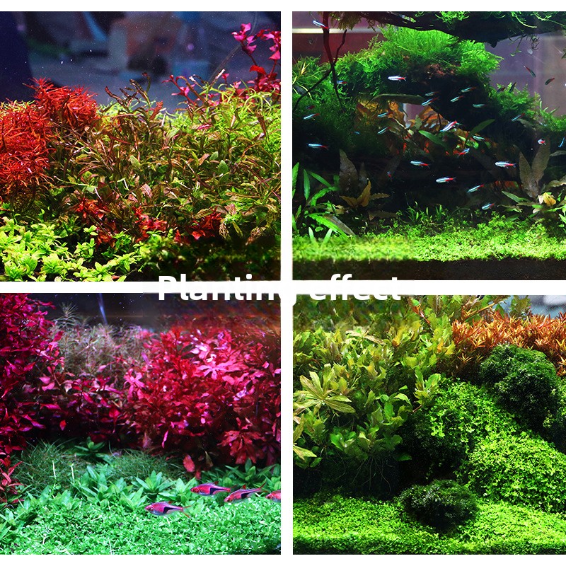 SYSENCIAGA Planted Aquarium Su - Aquarium Planted Tank Soil 评论和价格