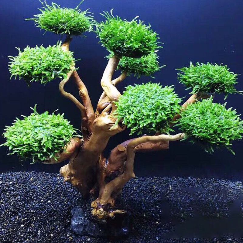 Fish tank greening wood frame  - Aquarium Planted Tree 评论和价格
