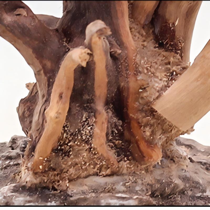 1PC Aquarium Landscaping Wood  - Aquarium Planted Tree 评论和价格